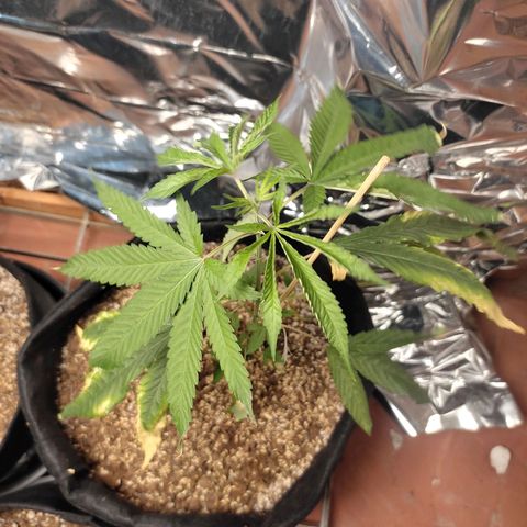 Orange  growlog timeline photo