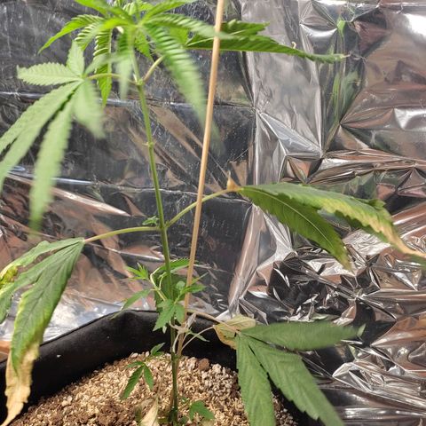 Orange  growlog timeline photo