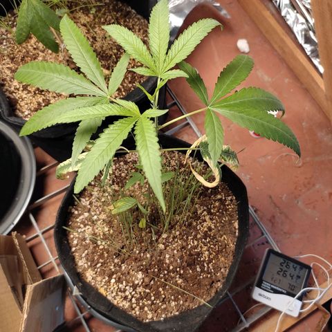 Banana Kush Cake Automatic growlog timeline photo