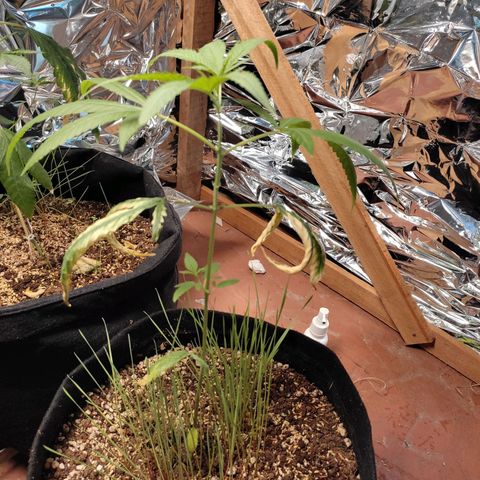 Banana Kush Cake Automatic growlog timeline photo