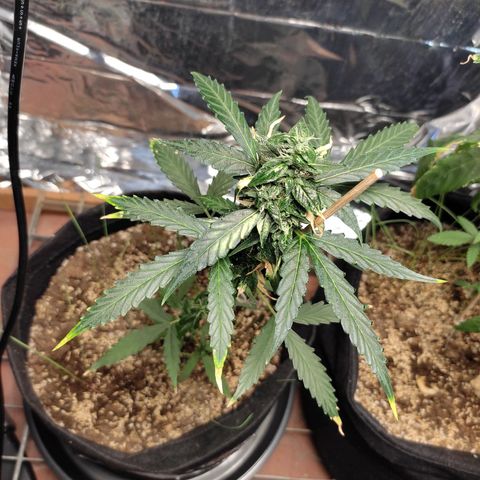 Super Silver Haze Automatic growlog timeline photo