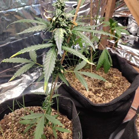 Super Silver Haze Automatic growlog timeline photo