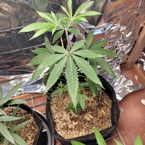 Orange  growlog timeline photo