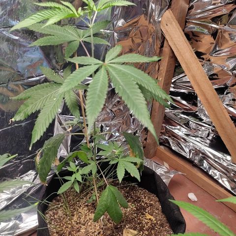 Orange  growlog timeline photo