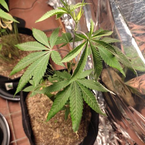 Orange  growlog timeline photo