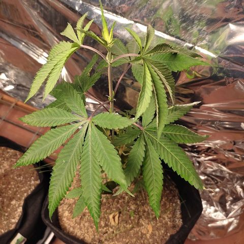 Orange  growlog timeline photo