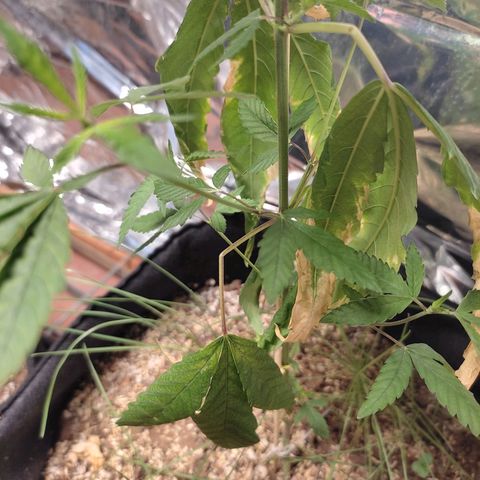 Orange  growlog timeline photo