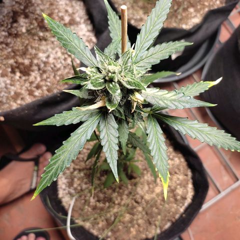 Super Silver Haze Automatic growlog timeline photo