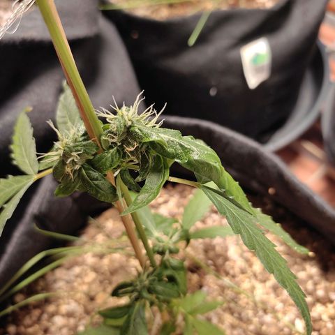 Super Silver Haze Automatic growlog timeline photo