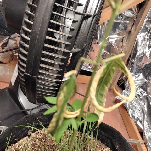 Banana Kush Cake Automatic growlog timeline photo