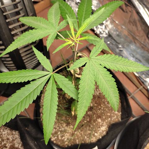 Banana Kush Cake Automatic growlog timeline photo