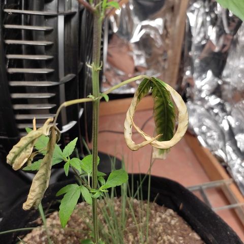 Banana Kush Cake Automatic growlog timeline photo