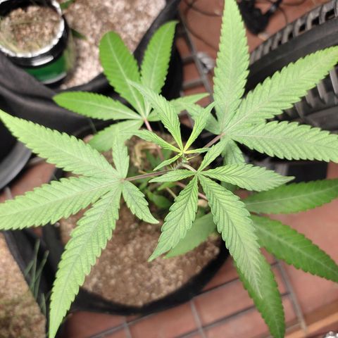 Banana Kush Cake Automatic growlog timeline photo
