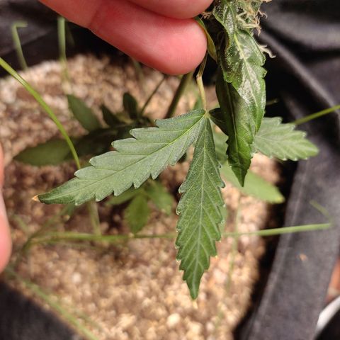 Super Silver Haze Automatic growlog timeline photo