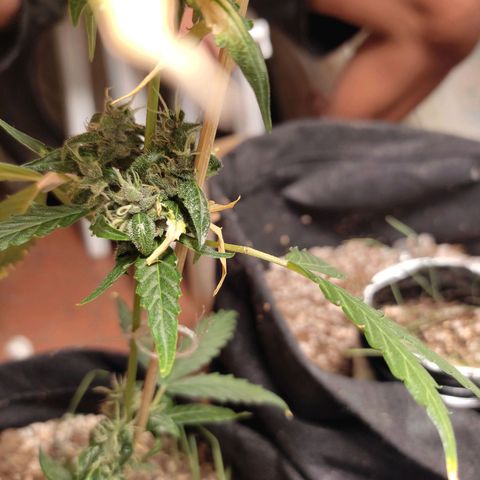 Super Silver Haze Automatic growlog timeline photo