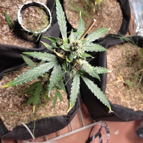 Super Silver Haze Automatic growlog timeline photo