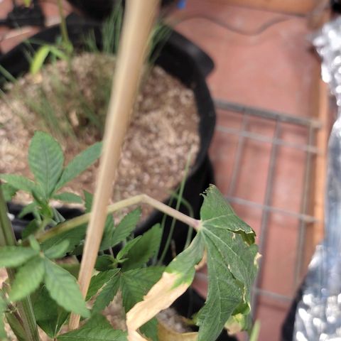 Orange  growlog timeline photo