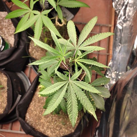 Orange  growlog timeline photo