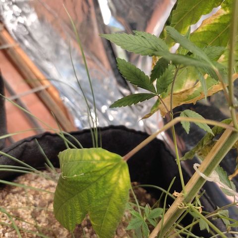 Orange  growlog timeline photo