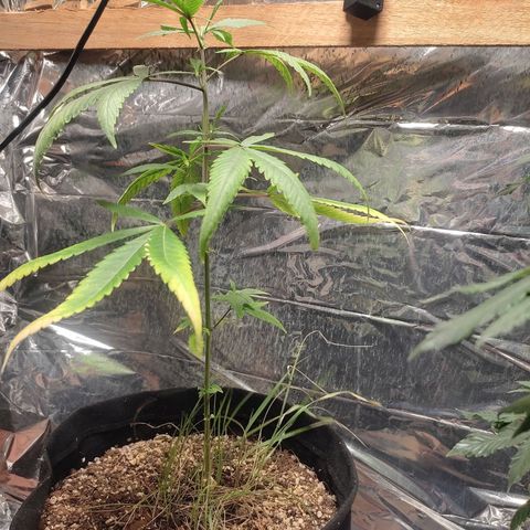 Banana Kush Cake Automatic growlog timeline photo