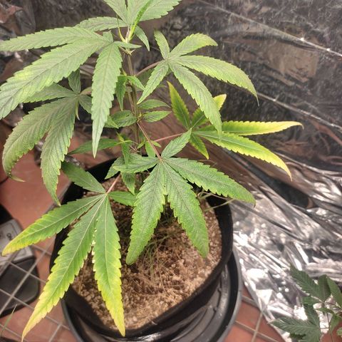 Banana Kush Cake Automatic growlog timeline photo
