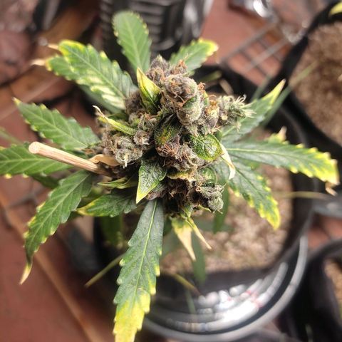 Super Silver Haze Automatic growlog timeline photo