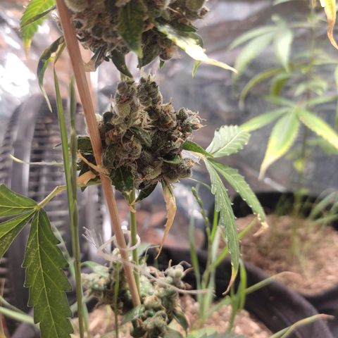 Super Silver Haze Automatic growlog timeline photo