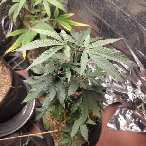 Orange  growlog timeline photo