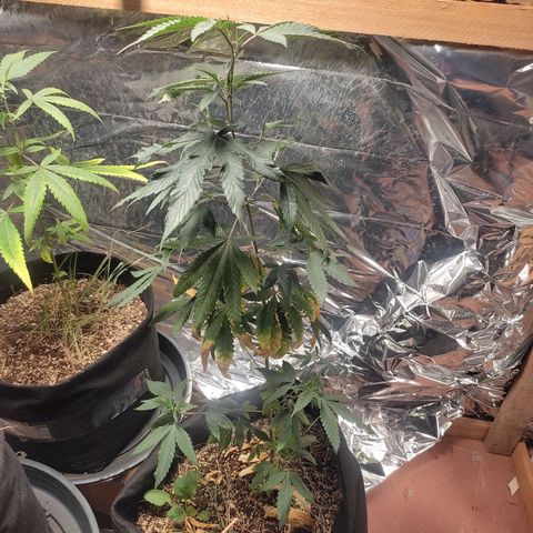 Orange  growlog timeline photo