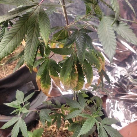 Orange  growlog timeline photo