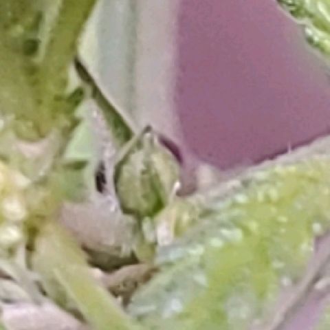 Green Crack growlog photo: These are not the Green Crack Strain. The green crack stain that I got was from crop kings and they are both females. 