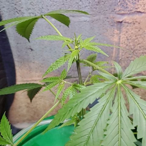 Green Crack growlog photo: These are not the Green Crack Strain. The green crack stain that I got was from crop kings and they are both females. 
