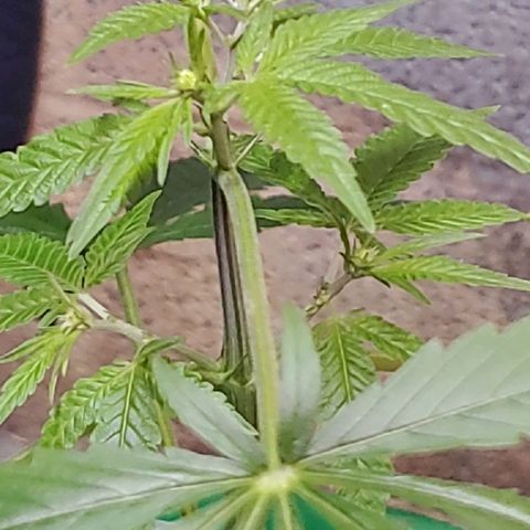 Green Crack growlog photo: These are not the Green Crack Strain. The green crack stain that I got was from crop kings and they are both females. 