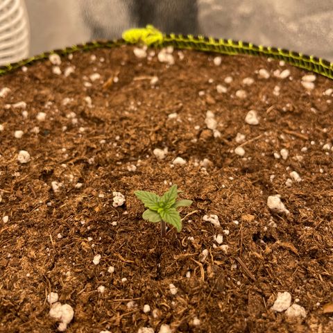 Erika  growlog photo: Tag 3 