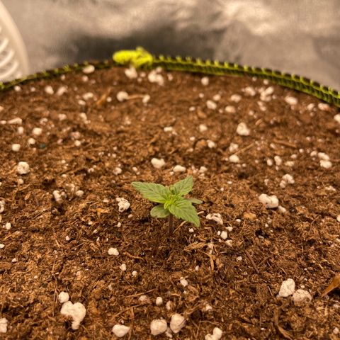 Erika  growlog photo: Tag 4