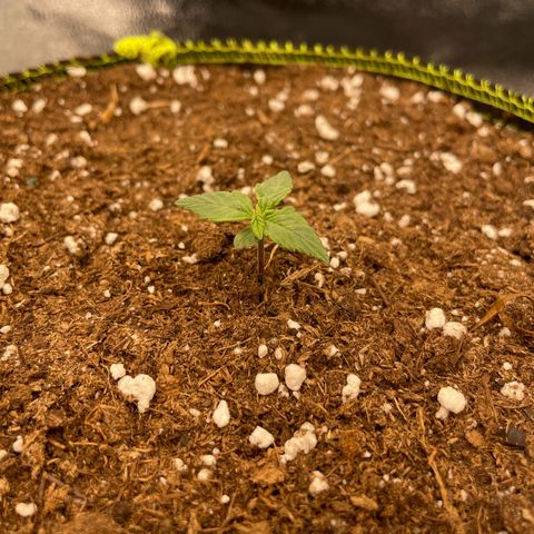 Erika  growlog photo: Tag 5