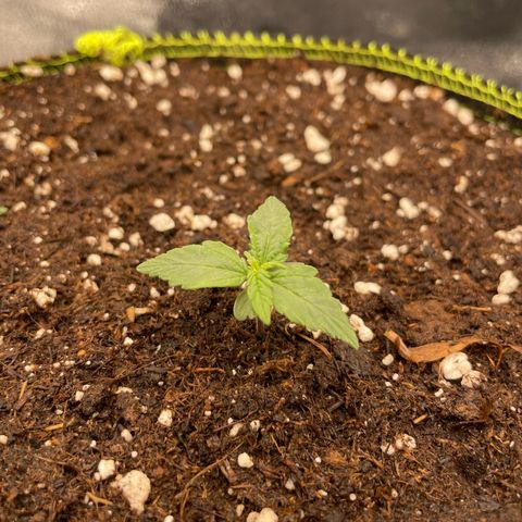 Erika  growlog photo: Tag 6