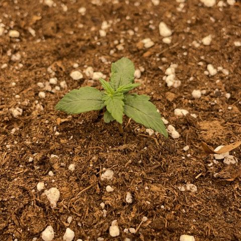 Erika  growlog photo: Tag 7