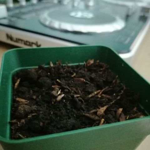 Fernanda  growlog photo: Proceso de 5 dias