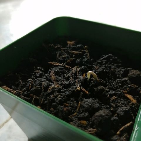 Fernanda  growlog photo: Proceso de 5 dias