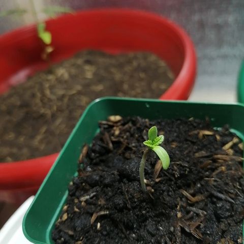 Fernanda  growlog timeline photo