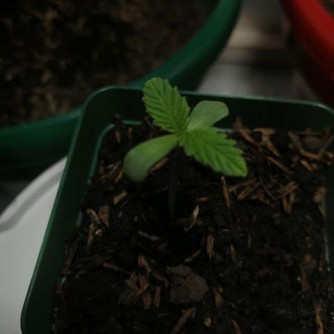 Fernanda  growlog timeline photo