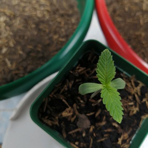 Fernanda  growlog timeline photo