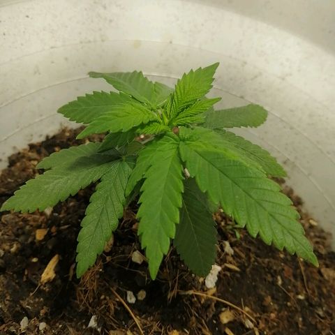 Fernanda  growlog timeline photo