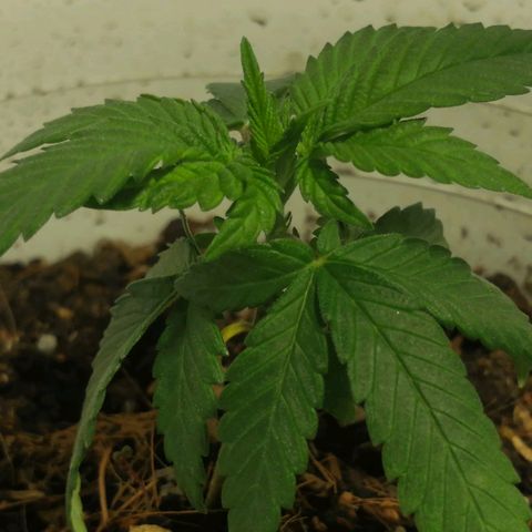 Fernanda  growlog timeline photo