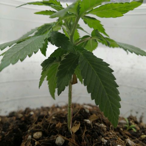 Fernanda  growlog timeline photo
