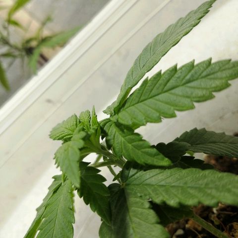 Fernanda  growlog timeline photo