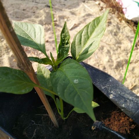 Lada Solok growlog photo: Pucuk krotok sikit