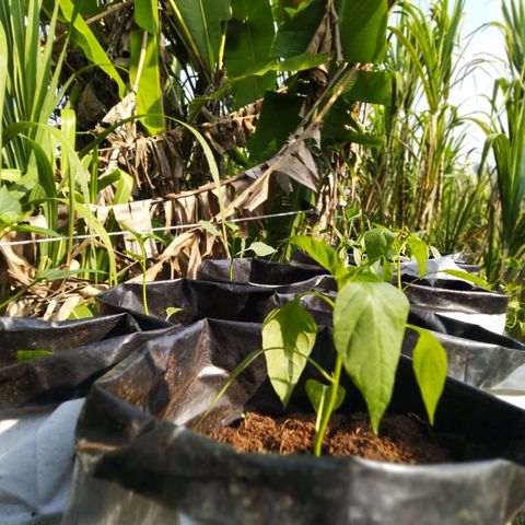 Lada Solok growlog photo: Pucuk krotok sikit