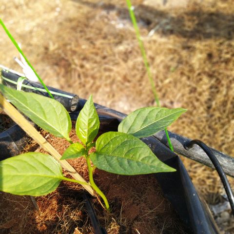Lada Solok growlog photo: Pucuk krotok sikit